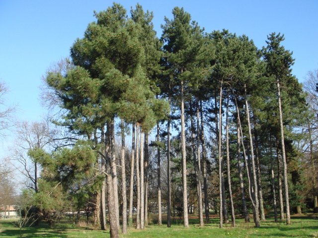 Pinus nigra groupe